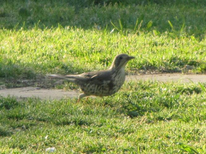 Turdus sp.